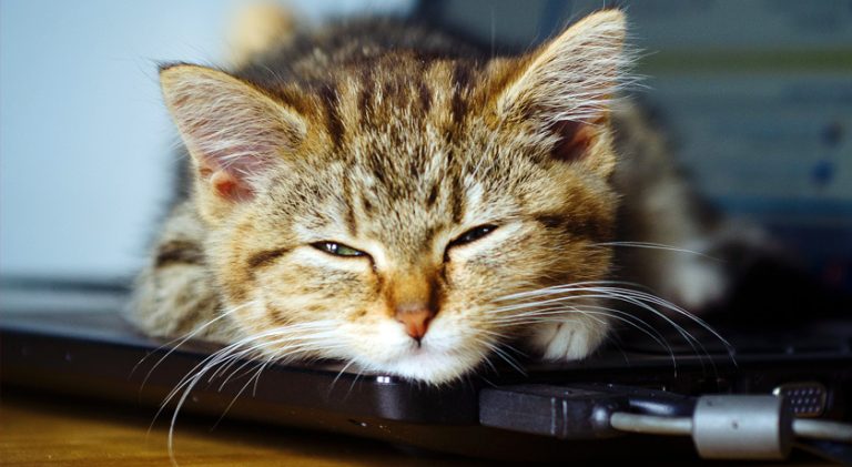 Blogging Cat